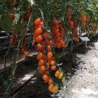 Купить семена Томат Оранжевый Фонтан черри Вкуснотека