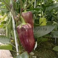 Купить семена Перец Абрикосовая фаворитка