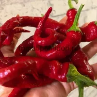 Купить семена Перец Змейка
