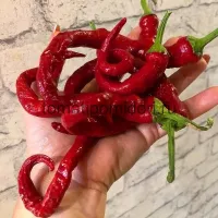 Купить семена Перец Змейка