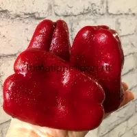 Купить семена Перец Нижегородец