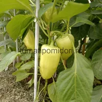 Купить семена Перец Фламинго