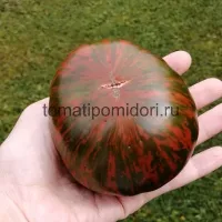 Купить семена Томат Полосатый шоколад