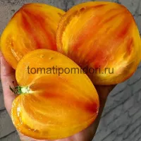 Купить семена Томат Полуночное Солнце