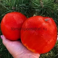 Купить семена Томат Польская слива тетушки Сварло