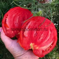 Купить семена Томат Польская слива тетушки Сварло