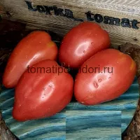 Купить семена Томат Рабочий выпуск пасты