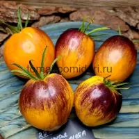 Купить семена томата Рыжая комета Софии