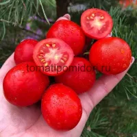 Купить семена Томат Санек