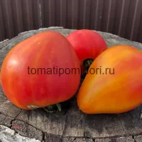 Купить семена Томат Абрикосовое Сердце Зебры
