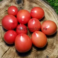 Купить семена Томат Славянка