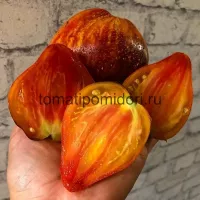 Купить семена Сладкая Карамель Софии