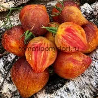 Купить семена Сладкая Карамель Софии
