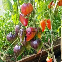 Купить семена Сладкая Карамель Софии