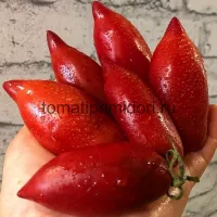 Купить семена Томат Сливка Гурман