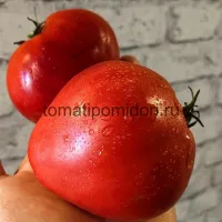 Купить семена Томат Сливочное Масло