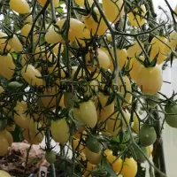 Купить семена Томат Сумасшедшие вишни Барри Черри Бэрри