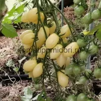 Купить семена Томат Сумасшедшие вишни Барри Черри Бэрри