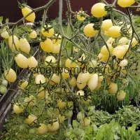 Купить семена Томат Сумасшедшие вишни Барри Черри Бэрри