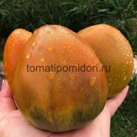 Купить семена Томат Суровая дыня немцев Поволжья