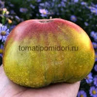 Купить семена Томат Тайга