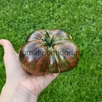Купить семена Томат Триумф Софии