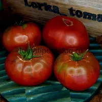 Купить семена Томат Черная Магия