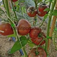 Купить семена Томат Черная Магия