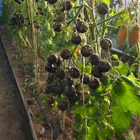 Купить семена томата Черничный щербет коллекционный