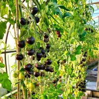 Купить семена томата Черничный щербет коллекционный