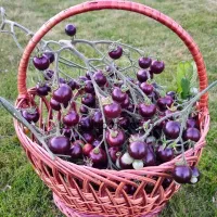 Купить семена томата Черничный щербет коллекционный