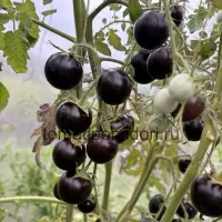 Купить семена томата Черничный щербет коллекционный