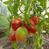 Купить семена Томат Японка