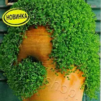 Купить семена Мята Мини Минт корсиканская