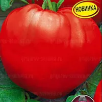Купить семена Томат Древнее сердце Акви Терме