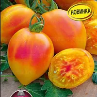 Купить семена Томат Манго джанго