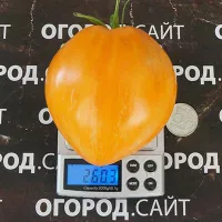Купить семена Томата Медовая страсть коллекционный