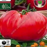 Купить семена Томат Минусинский гигант
