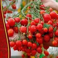 Купить семена Томат Поцелуй герани