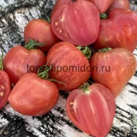 Купить семена томата Полосатая клубника коллекционный