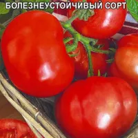 Купить семена томата Шурочка