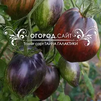 Купить семена Томата Тайна галактики коллекционный