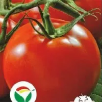 Купить семена Томат непасынкующийся Ультраскороспелый