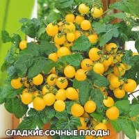 Купить семена томата Золотце