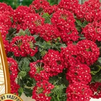 Купить семена Вербена ампельная Обсешн Красный с глазком