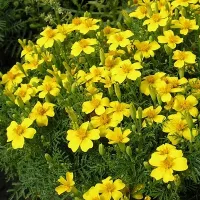 Купить Бархатцы Джем Лимонные