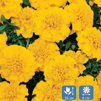 Купить Бархатцы желтые Петит