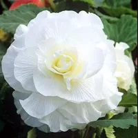 Купить Бегония Камелия белая