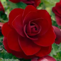 Бегония клубневая махровая Фортуна Дип ред (темно-красная)