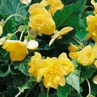 Купить Бегония Шансон желтая